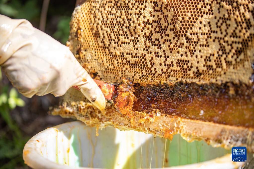 抢庄牛牛棋牌游戏